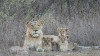 India Saved Its Lions. Now It Must Learn to Live With Them