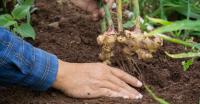 Ginger farmers, beware of this emerging fungal disease, preventive steps