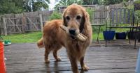 Commercial speech lawsuit to proceed against major Kansas pet food company