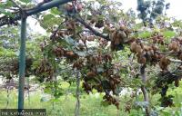 Salyan exports agricultural and livestock products worth Rs2.24 billion