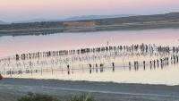 600 flamingo chicks ringed at Malaga lagoon in 40th anniversary event