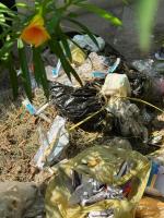 Violations in ‘deep burial’ of medical waste by 17 states and UTs, National Green Tribunal told
