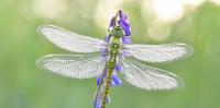 New research estimates around 20 million insect species on Earth — doubling those facing extinction