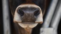 Ireland’s first bluetongue infection of 2026 confirmed