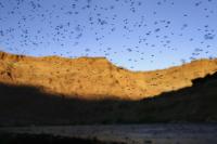 Where have all the mosquitoes gone? Parts of the US are seeing a huge drop — and that has experts worried