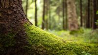 Some ecologists say invasive species can be the first sign of nature bouncing back
