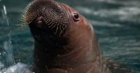 Kaya, the region's first walrus calf, doing well at SeaWorld in Abu Dhabi