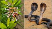Snake Repellent: This One Root At Your Door Can Keep Snakes Away, But Does It Really Work?