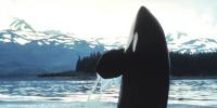 Alaska's Vital Waters Are Already Under Stress; They Don't Need Deep-Sea Mining