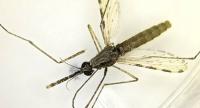 Insecticide-Proof Mosquito Spreads Fast Across Africa, Threatening Cities