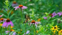 HOA battle over Maryland native garden helps rewrite rules on grass lawns