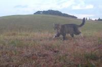New Zealand ends 3-year hunt for 'Nine Lives,' the feral cat blamed for rare duck deaths
