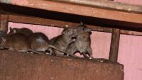 Pennsylvania police found a home filled with rats, and neighbors say the smell seeped inside