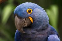 South American Blue Macaws Find Unlikely Refuge Beneath Belgium’s Glass