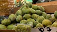 BFDA tightens controls on imported Langra mangoes after calcium carbide detected
