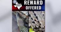 Texas game wardens offer $1,000 reward after 3 alligators shot at Fort Worth Nature Center