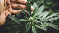 Chennai Customs seizes 4 kg hydroponic ganja from Bangkok flyer