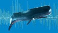 Sperm Whales Make One of the Loudest Sounds of Any Mammal, and Scientists Still Don’t Fully Know Why