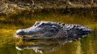 Report names alligator Florida's deadliest animal as nesting season puts mothers on guard