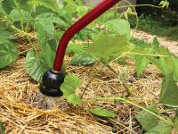 Gardeners Should Water Wisely in Dry Times