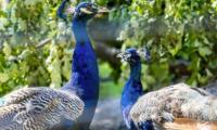'Photo of the Week': UN celebrates arrival of five peacocks gifted by India in Geneva