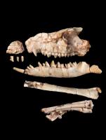 SBU’s Maureen O’Leary helps classify 83 million year old fossil