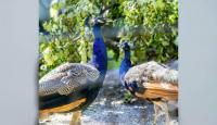 ‘Photo Of The Week’: UN Celebrates Arrival Of Five Peacocks Gifted By India In Geneva