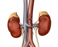 Why Kidney Care’s Biggest Investment Wave Hasn’t Moved Hospital Costs