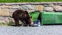 Florida county seeks grant for bear-proof trash cans as unsecured garbage drives conflicts