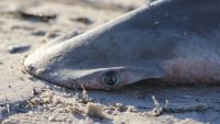 6th great hammerhead found dead in Florida this year leaves biologists alarmed