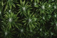 Senate Votes To Delay Looming Hemp THC Ban