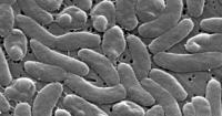 Health officials urge caution for Gulf Coast beachgoers during surge of deadly bacterial infections