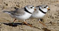 Chicago piping plovers gear up for migration as monitors work to raise awareness