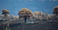 Leading environmentalist calls for anger at wildfire to fuel action on climate