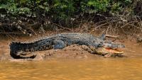 Crocodile killed a headman's son in Malaysia as officials try to balance public safety and wildlife protection