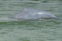 About 1,000 runners join race to save Cambodia's rare Mekong dolphins
