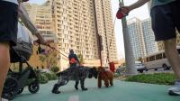 The 7-second test: UAE vets explain how to tell if it's too hot to walk your dog