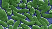 Louisiana health officials report surge of infections from flesh-eating bacteria