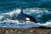 Orcas Launch onto Beaches to Catch Prey, and It Can Kill Them