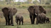 Nigeria’s 400 remaining elephants face fight for survival — Conservationists