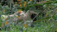 ‘Spring Story,’ ‘The Surubí,’ ‘Yazz’ Among Locarno Pro Winners