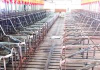 Swine fever and imports empty the Monte Adentro corrals in Licey