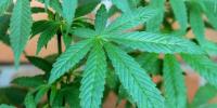 Hospital visits from condition linked to frequent marijuana use on the rise, CDC study says
