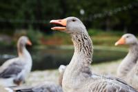 Goose Screams at Passing Airplanes Like He’s Personally Offended
