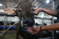 PHL bans imports from 7 countries after FMD outbreak