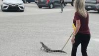 Watch Florida assistant principal chase off gator before school starts