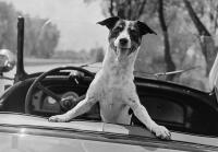 'Her "wellness ecosystem" more resembles a members' club than pet care': Five ways to spoil your dogs with ultimate luxury