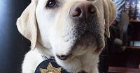 Beloved courthouse dog medically retires from Ada County service