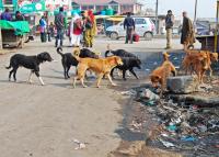@media only screen and (min-device-pixel-ratio:1.5),only screen and (min-resolution:192dpi){.td-thumb-css.tdi_431{background-image:url("https://kashmirlife.net/wp-content/uploads/2015/03/dog-4.jpg")!important}}