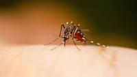 Idaho's second Aedes aegypti mosquito sparks a search for signs the invasive species has spread